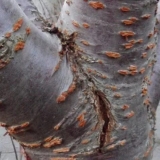 Mraz na kori voćaka: kako liječiti